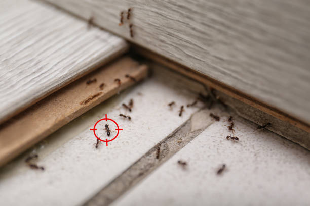 Best Best Pest Control Companies  in Mante, CA